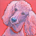 Pink Poodle