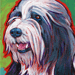 bearded collie painting