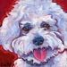 bichon dog painting