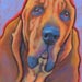 bloodhound