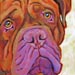 dogue de bordeaux