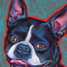 boston terrier smile