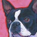 boston terrier on pink