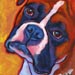 brown boxer
