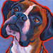 boxer portrait