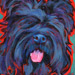 briard