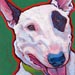 bull terrier with eye spot