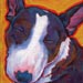 colored bull terrier