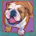 bulldog