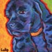 black cocker spaniel