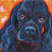 black cocker spaniel