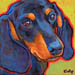 dachshund
