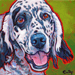 english setter