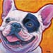 white and black frenchie