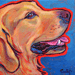 golden retreiver