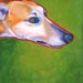 greyhound on green