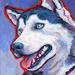 husky