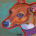 fawn italian greyhound
