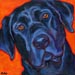 black lab