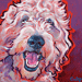 goldendoodle