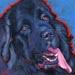 newfie