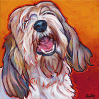 basset griffon