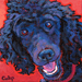black standard poodle