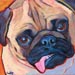 fawn pug dog art
