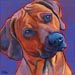 rhodesian ridgeback