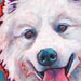 samoyed
