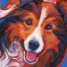 sheltie