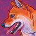 shiba inu profile
