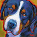 greater swiss mountain dog