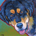 tibetan mastiff dog portrait