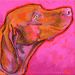 vizsla profile