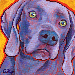 weimaraner