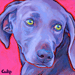 weimaraner