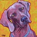 weimaraner