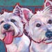 westie pair