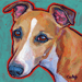 whippet