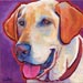 yellow lab