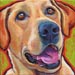 yellow lab