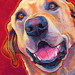 yellow lab